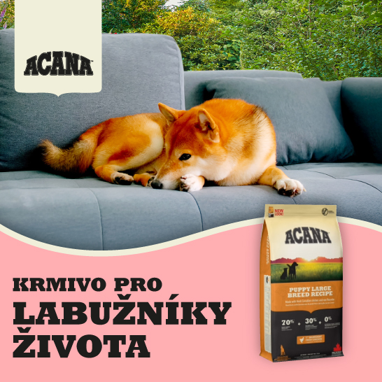 Shiba Inu ležící na gauči s pytlem granulí ACANA pro štěňata