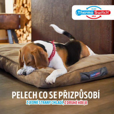 Bígl ležící na pelíšku Thermo Switch
